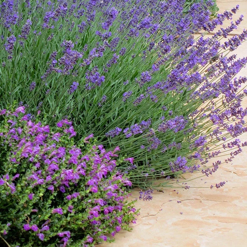 Dark Violet Skullcap (Scutellaria) - Image 3