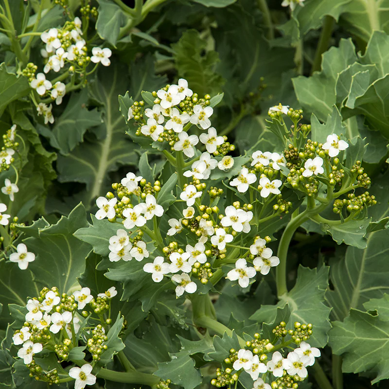 Sea Kale - Image 2