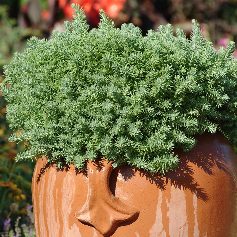 Blue Spruce Sedum - Image 5