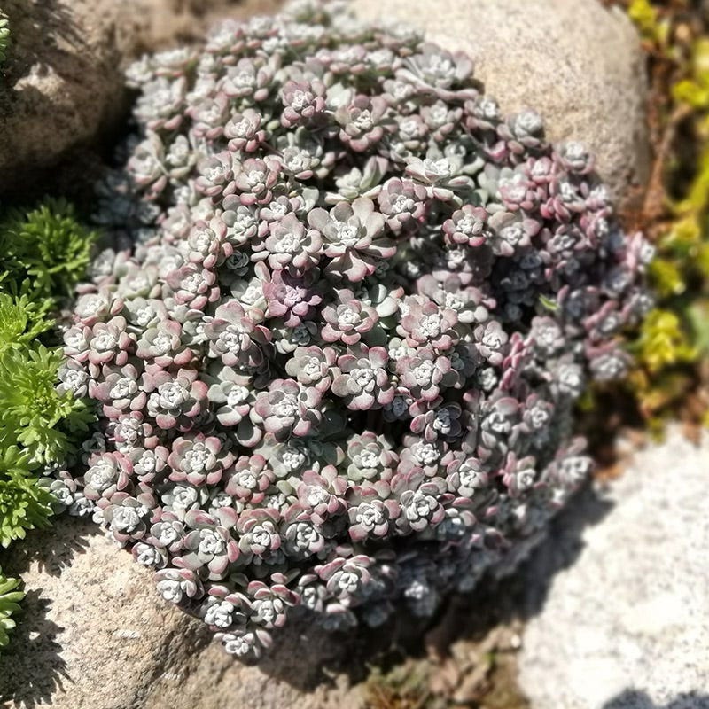 Cape Blanco Sedum - Image 4