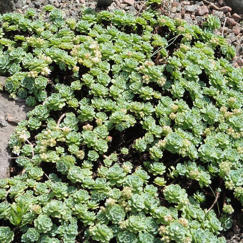 Succulent Groundcover Collection - Image 3