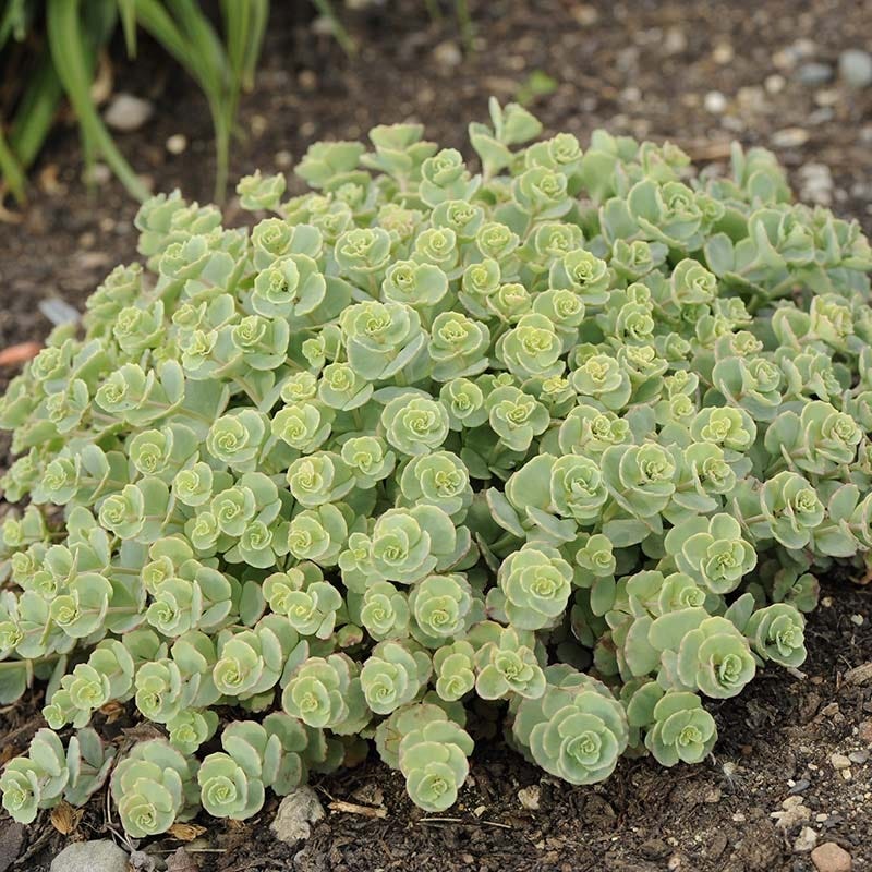 October Daphne Sedum - Image 3