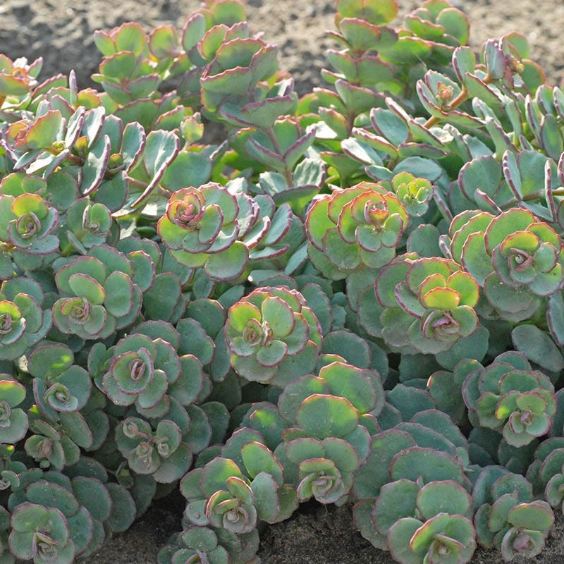 October Daphne Sedum - Image 4