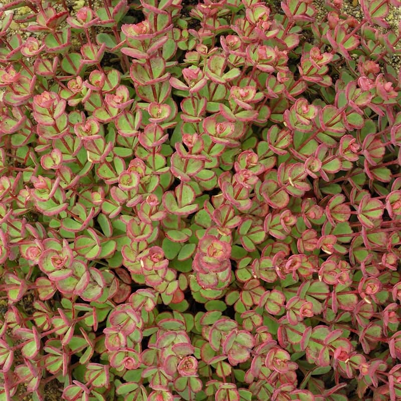 October Daphne Sedum - Image 5