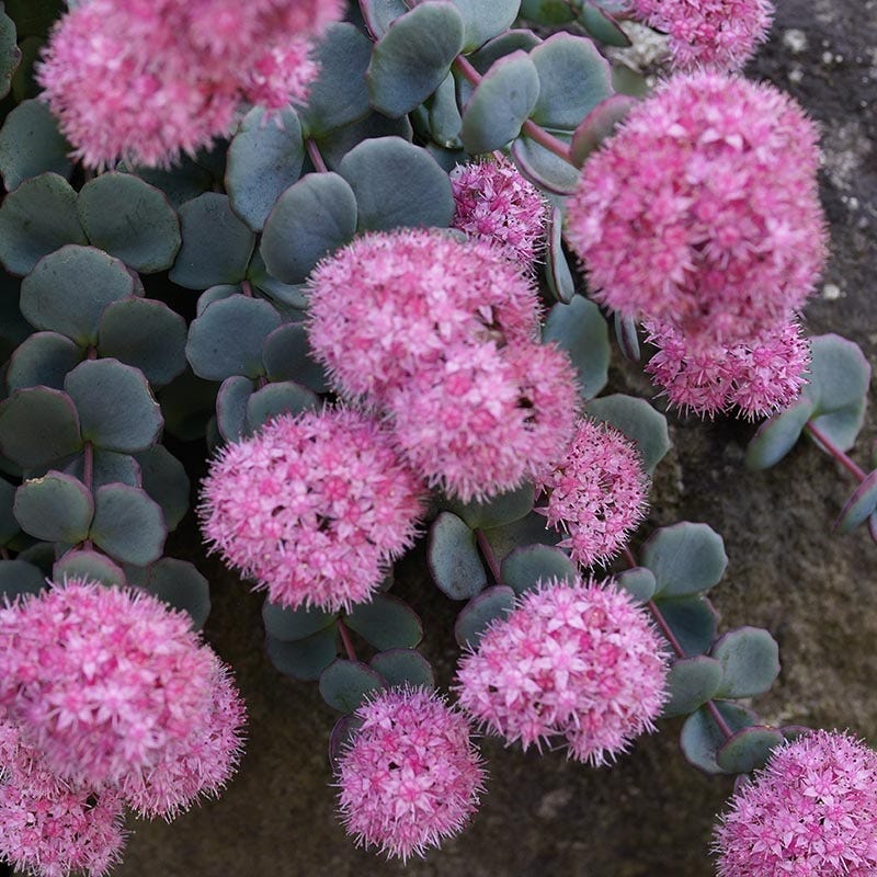 October Daphne Sedum - Image 6