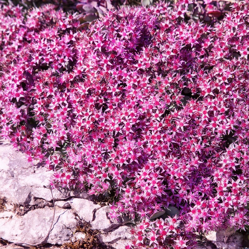 October Daphne Sedum - Image 7