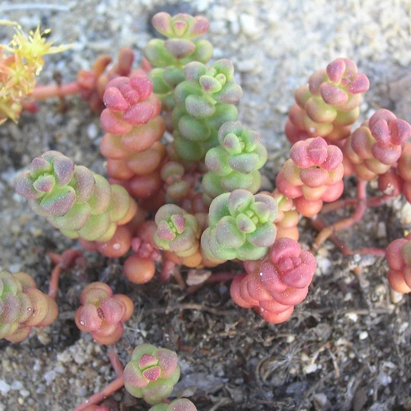 Old Man's Bones Sedum - Image 2