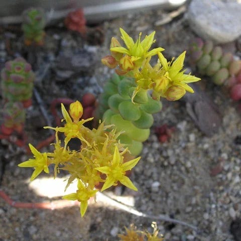 Old Man's Bones Sedum - Image 3