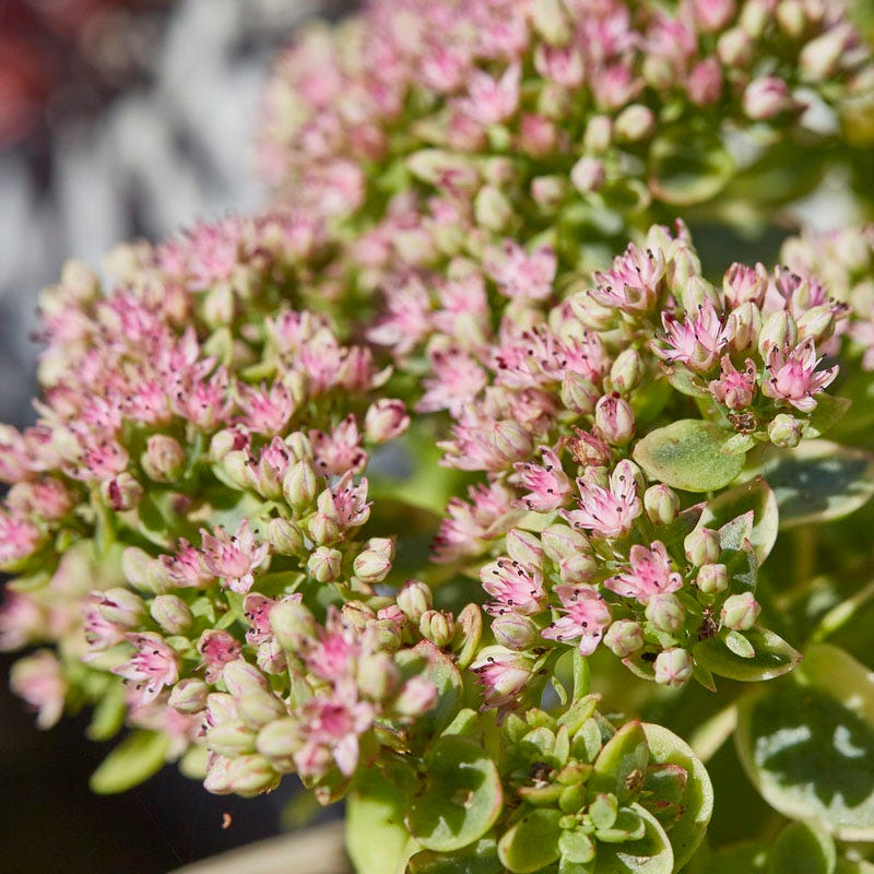 SunSparkler® Sedum Collection - Image 5