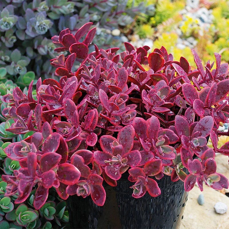 SunSparkler® Wildfire Sedum - Image 2