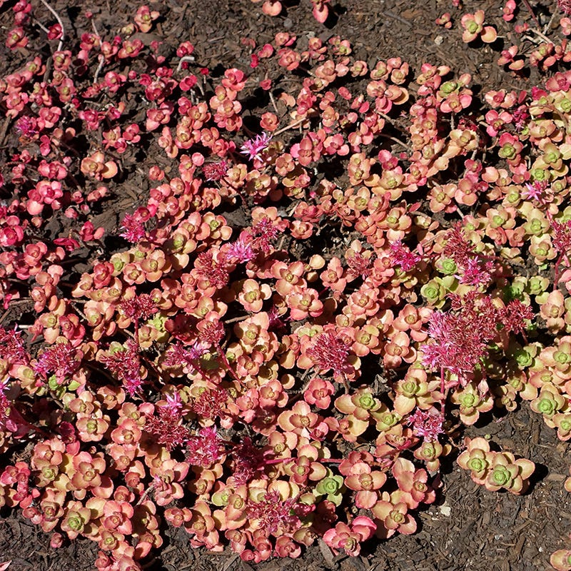 Voodoo Sedum - Image 3
