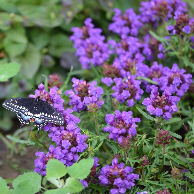 Serene Shade Pre-Planned Garden - Image 3