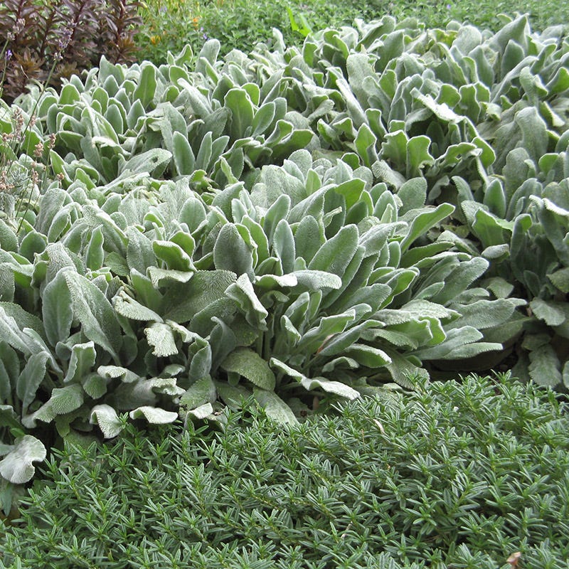 Serene Shade Pre-Planned Garden - Image 6