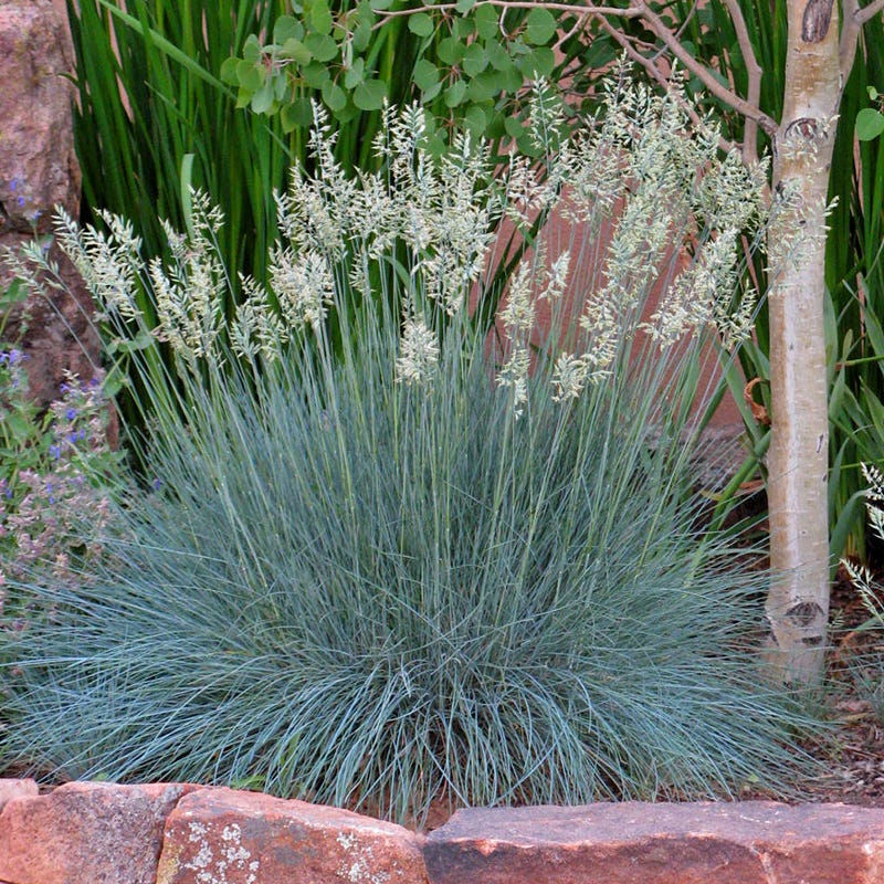 Serene Shade Pre-Planned Garden - Image 8