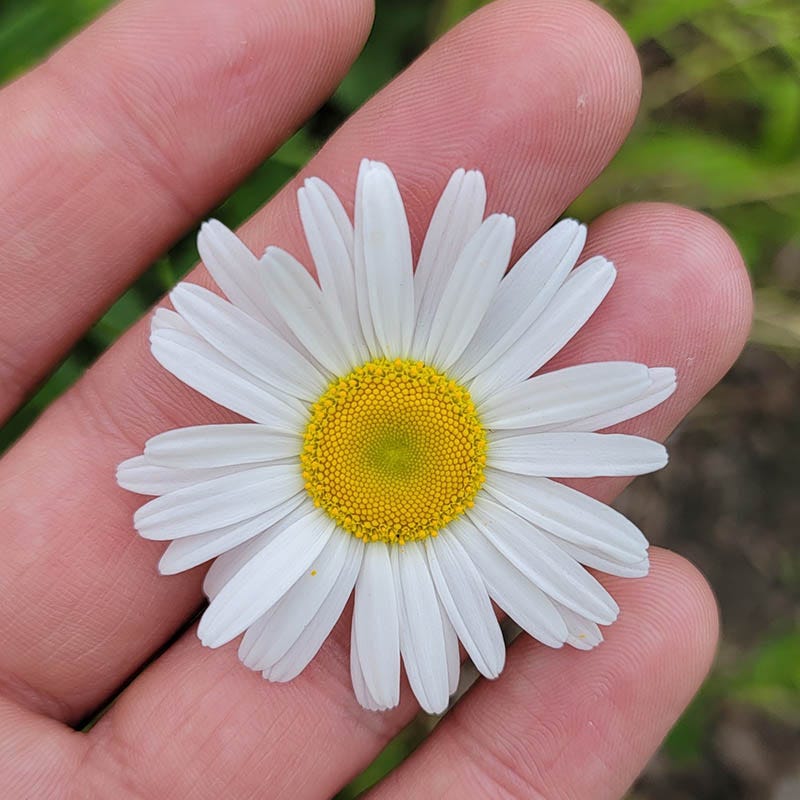 Becky Shasta Daisy - Image 2