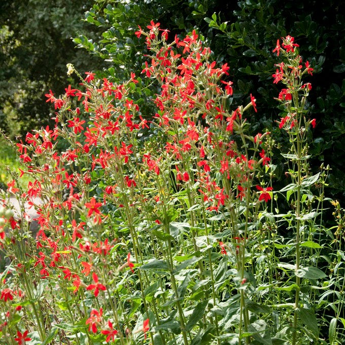 Royal Catchfly (Silene) - Image 3