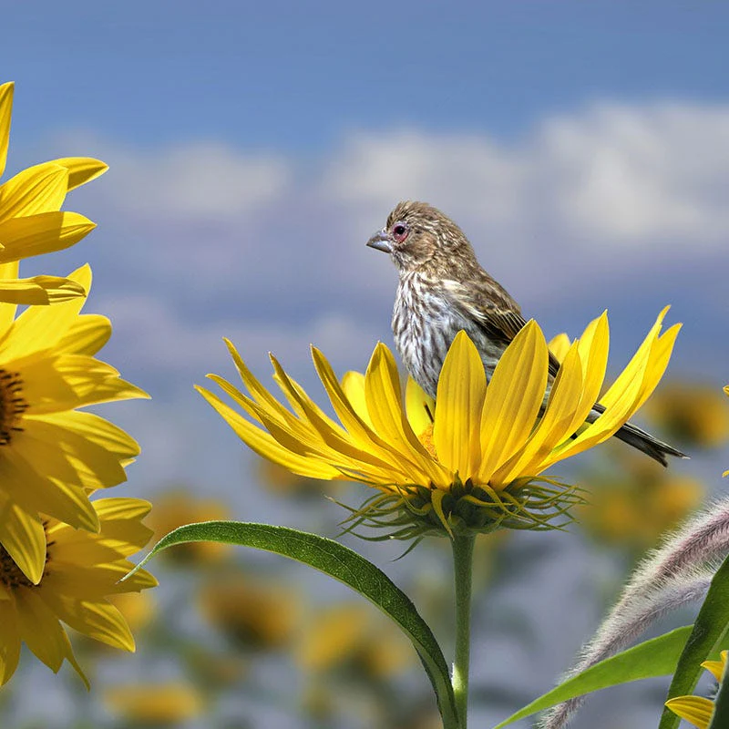 Compass Plant - Image 2