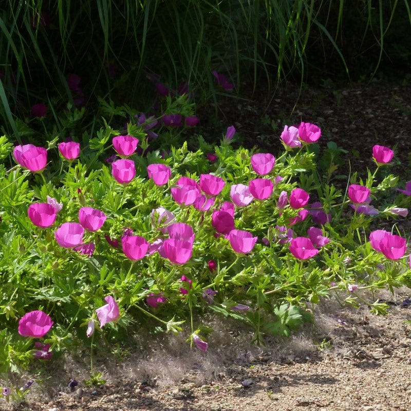 Large Soft Colors Inferno Strip Pre-Planned Garden - Image 11