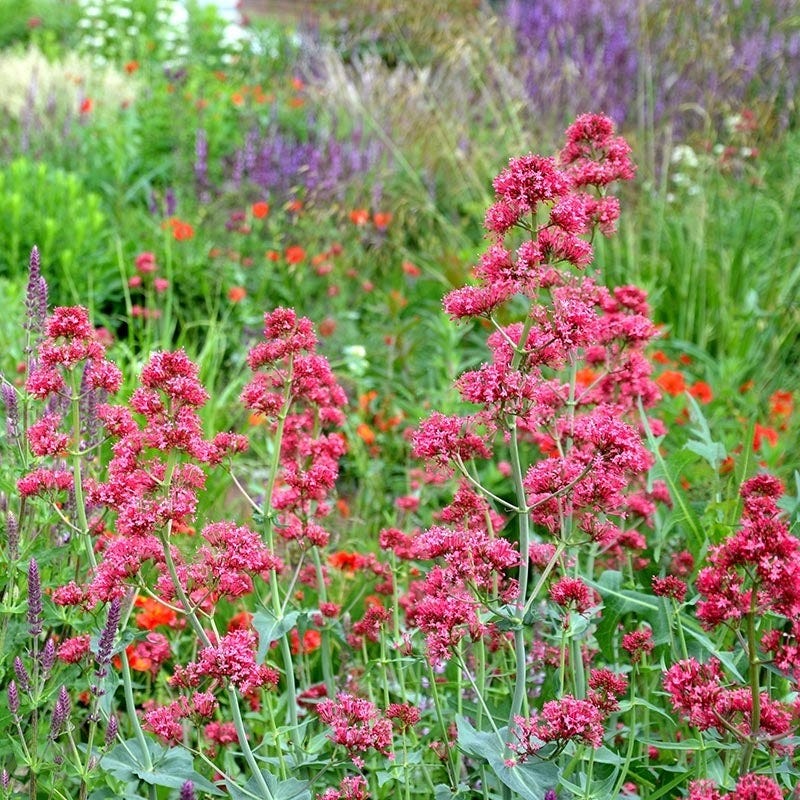 Large Soft Colors Inferno Strip Pre-Planned Garden - Image 12