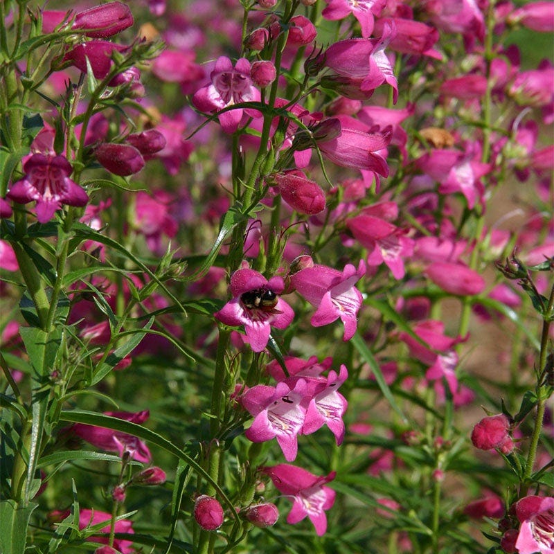 Large Soft Colors Inferno Strip Pre-Planned Garden - Image 4
