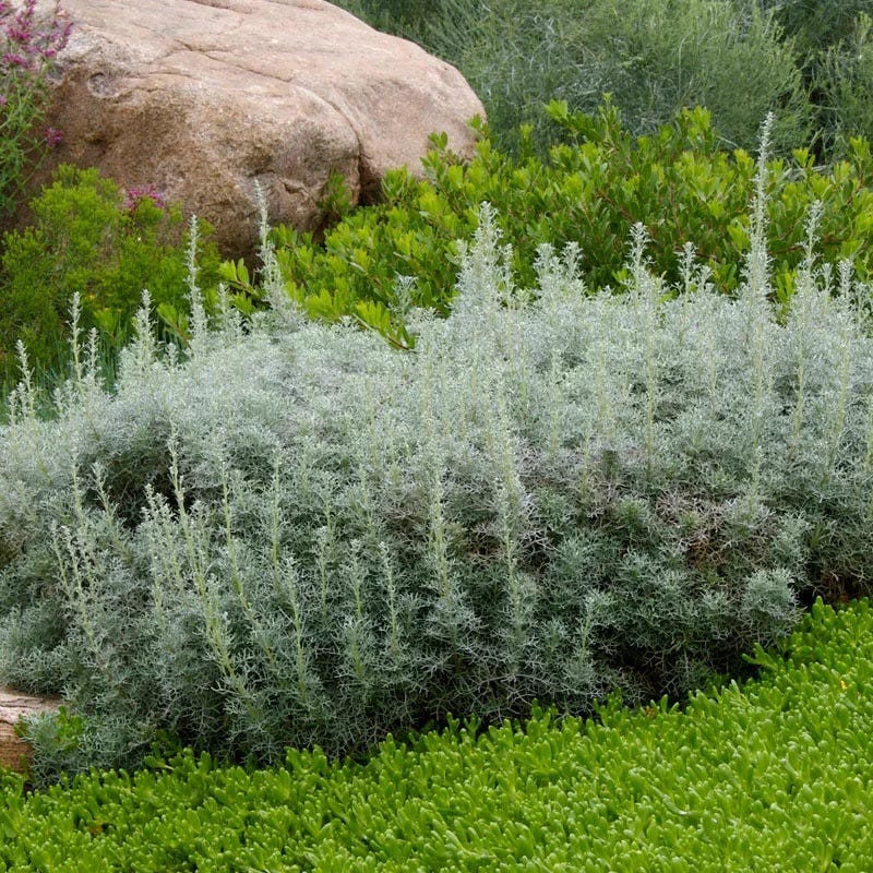 Large Soft Colors Inferno Strip Pre-Planned Garden - Image 6