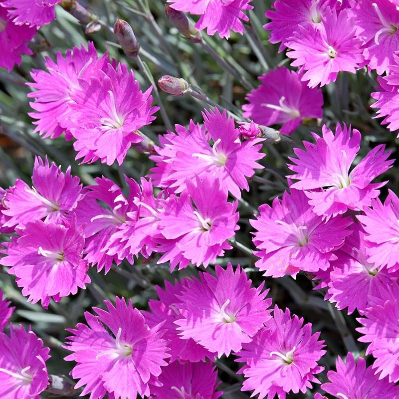 Large Soft Colors Inferno Strip Pre-Planned Garden - Image 7