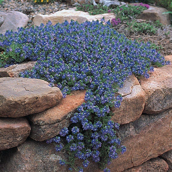 Large Soft Colors Inferno Strip Pre-Planned Garden - Image 8