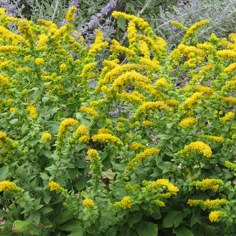 Summer Showstopper Pre-Planned Garden - Image 9