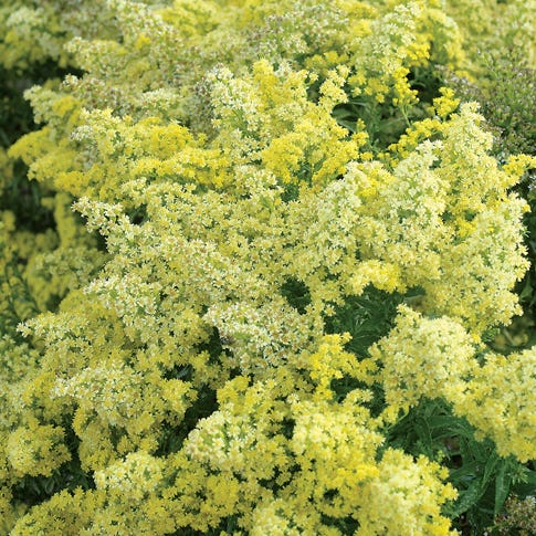 Little Lemon Goldenrod (Solidago) - Image 2