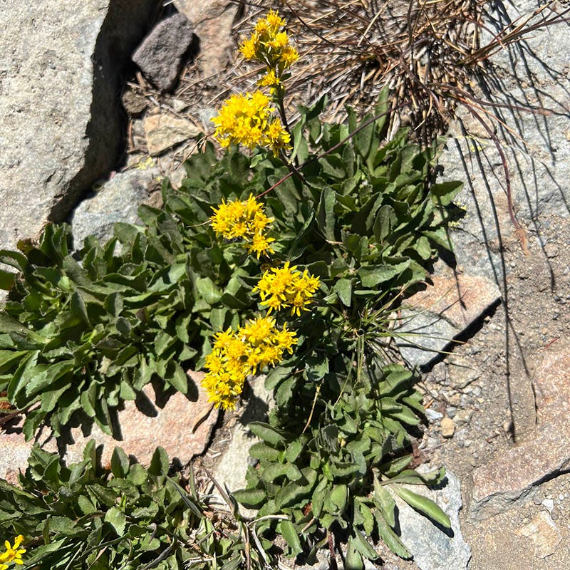 Rocky Mountain Goldenrod (Solidago) - Image 2