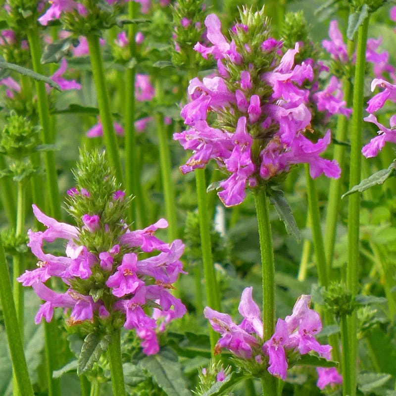 Dwarf Pink Lamb's Ear - Image 2