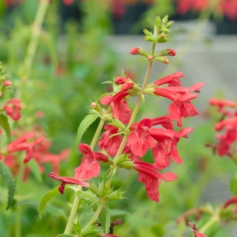 Red Flowered Lamb's Ear - Image 2