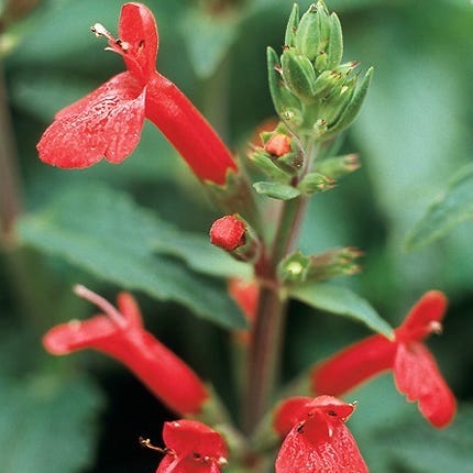 Red Flowered Lamb's Ear - Image 4