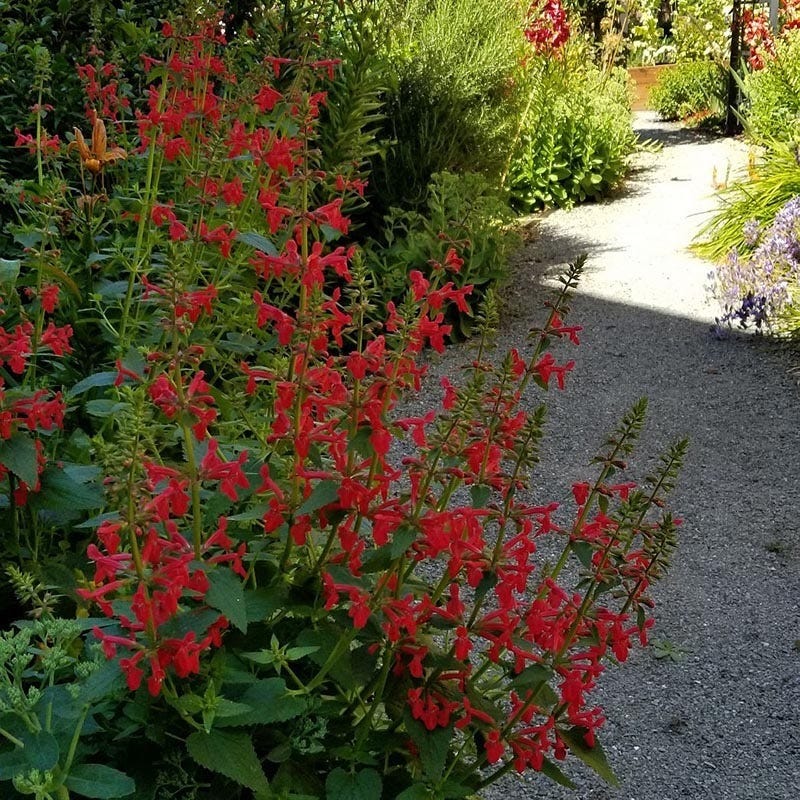 Red Flowered Lamb's Ear - Image 5