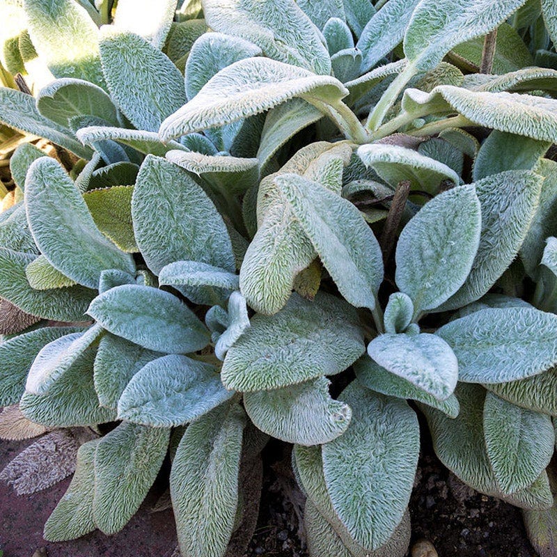 Silver Carpet Lamb's Ear - Image 2