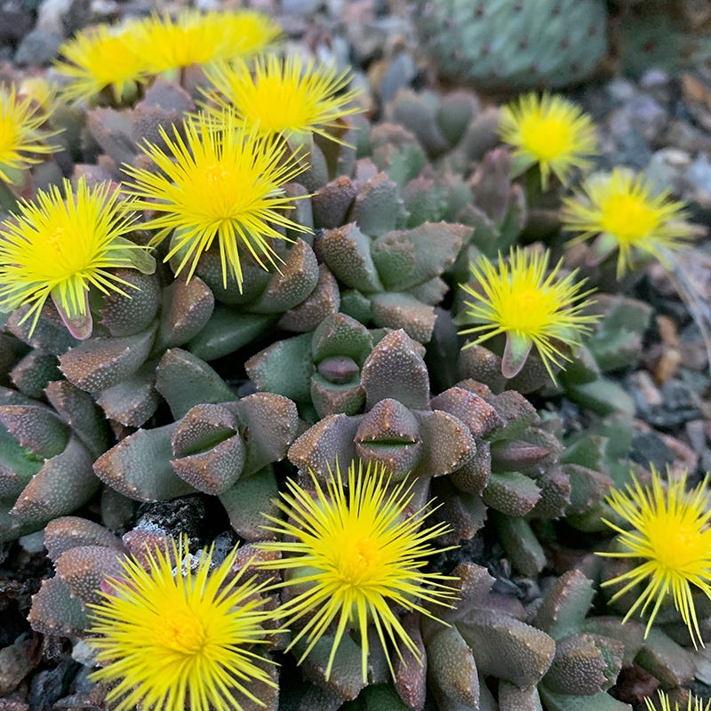 Night-Blooming Ice Plant (Stomatium) - Image 4