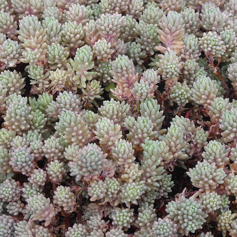 Succulent Groundcover Collection - Image 5