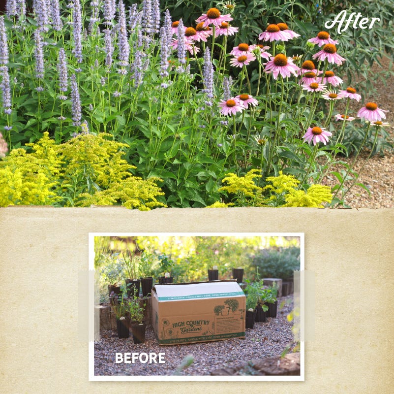 Summer Dreams Pre-Planned Garden - Image 4