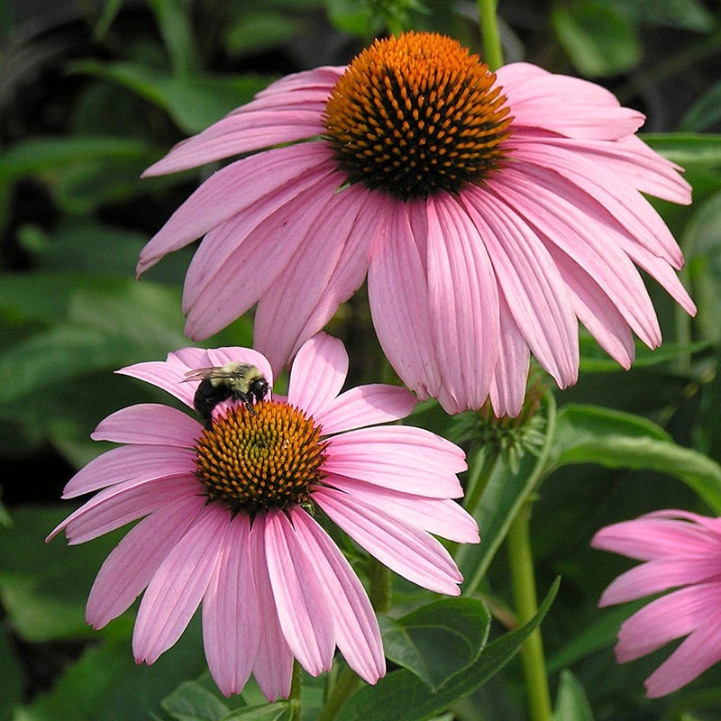 Summer Dreams Pre-Planned Garden - Image 9