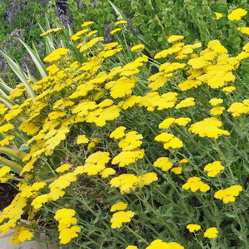 Summer Showstopper Pre-Planned Garden - Image 5