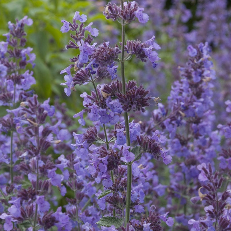 Summer Showstopper Pre-Planned Garden - Image 6