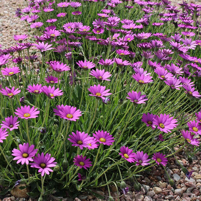 Purple Mountain® Sun Daisy - Image 3