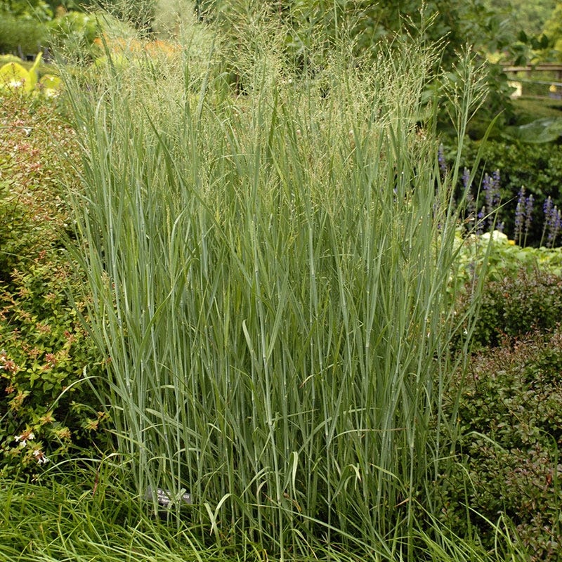Heavy Metal Blue Switch Grass