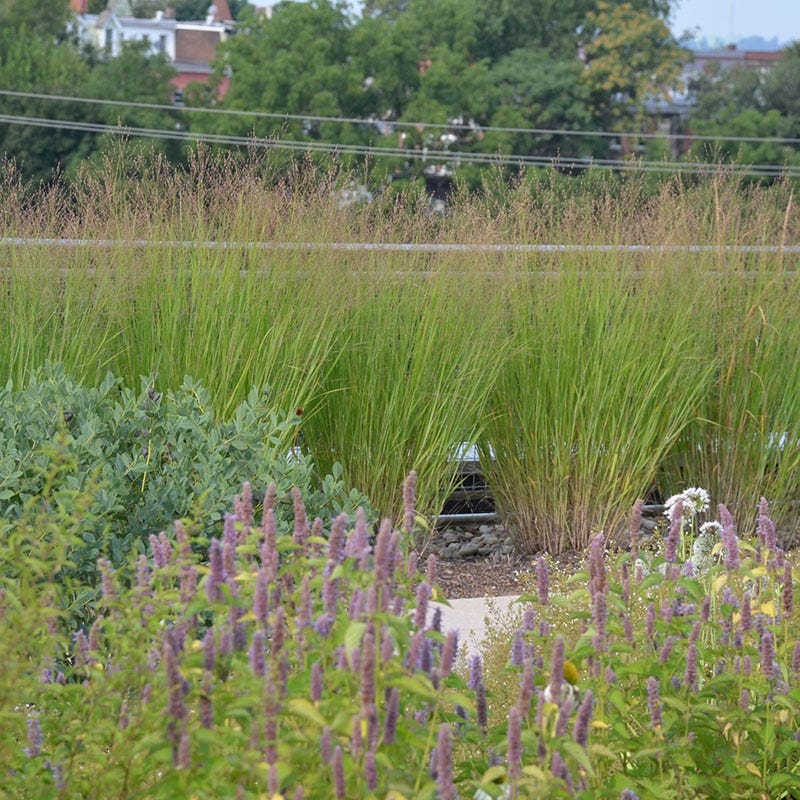 Native Intermountain West Songbird Pre-Planned Garden - Image 5