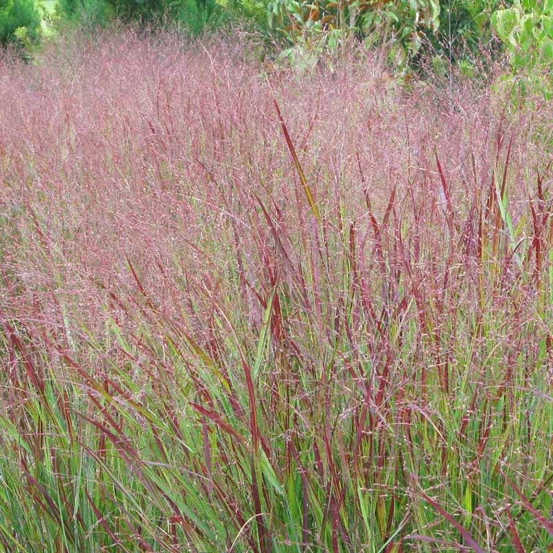 Shenandoah Switch Grass - Image 2