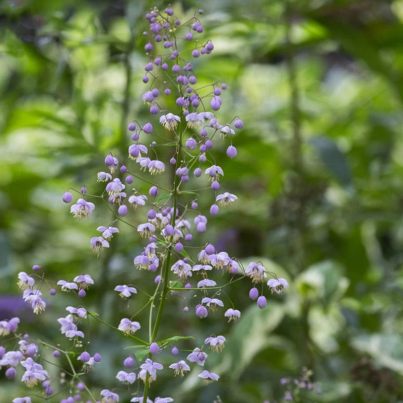 Columbine Meadow Rue (Thalictrum) - Image 2