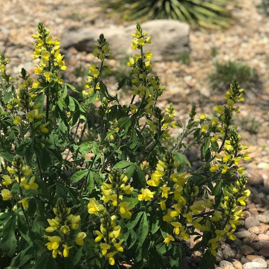 Golden Candles (Thermopsis) - Image 3