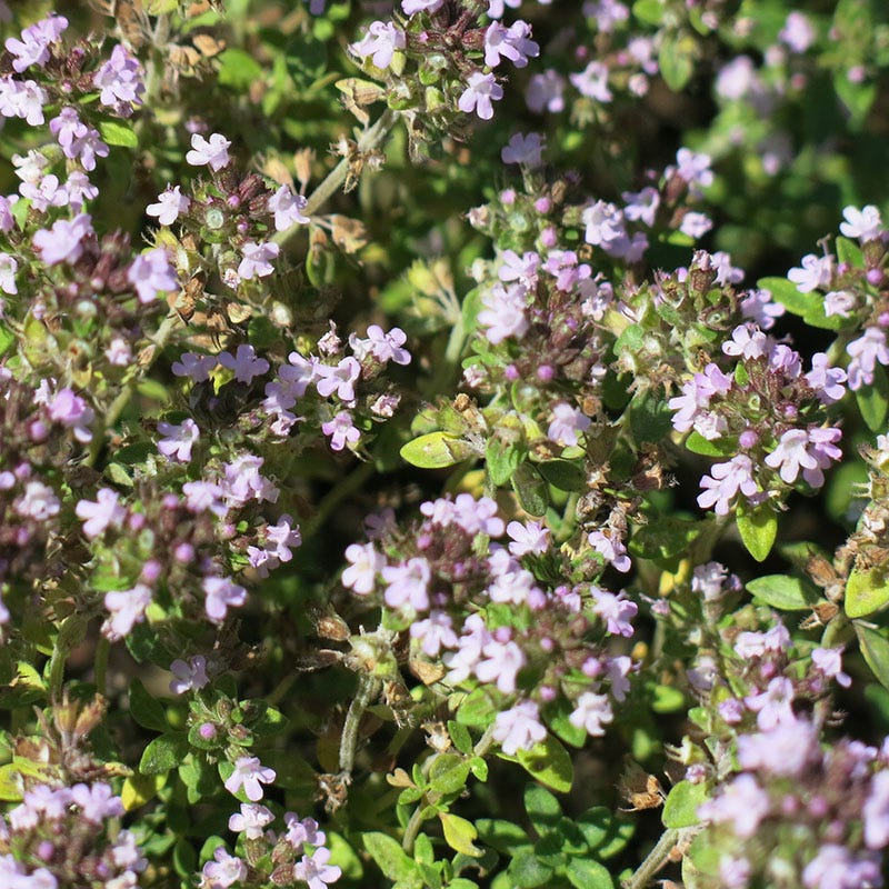 Doone Valley Lemon Thyme - Image 3