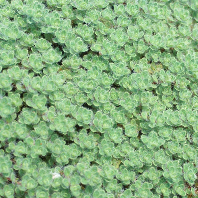 Woolly Thyme - Image 3
