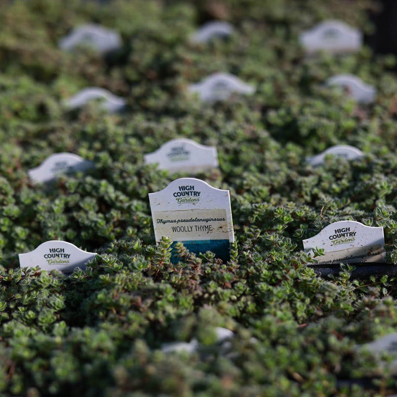 Woolly Thyme - Image 4